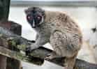 動物図鑑・シロビタイキツネザルの写真 5